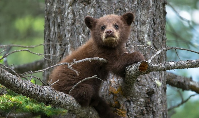 Brown bear cub sitting on tree branches