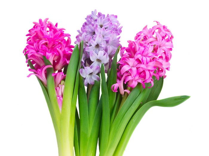 Three Hyacinths in Pink and Purple