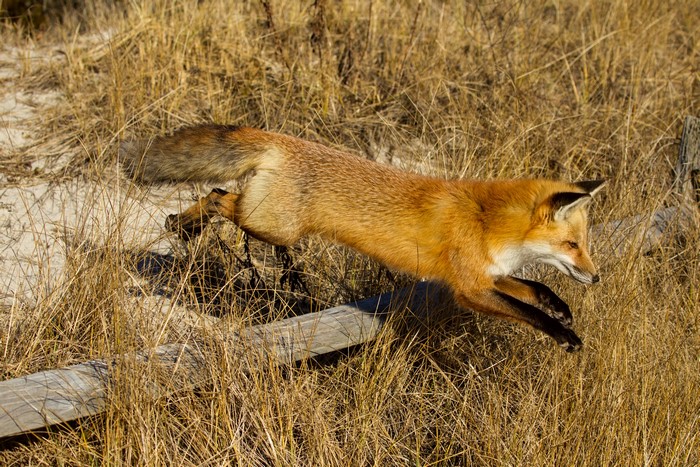 Red fox jumping through dry grass