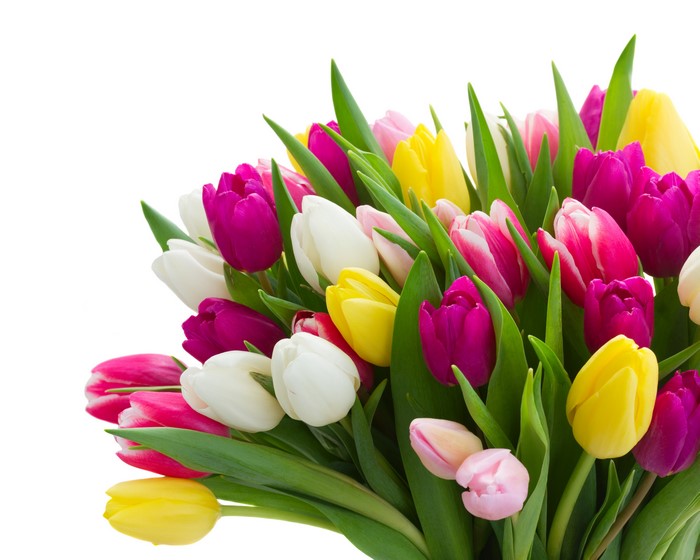 Bouquets of colorful tulips on a white background