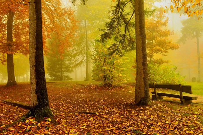 4K Autumn Forest with Bench