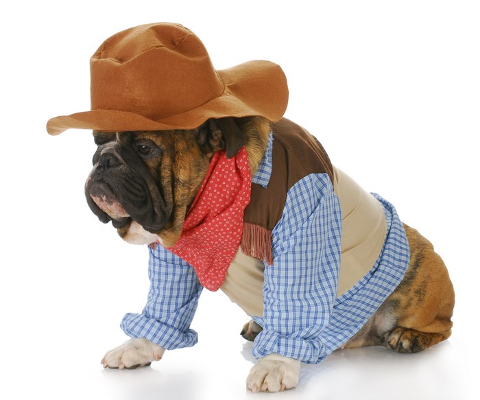 Bulldog wearing a cowboy hat and outfit