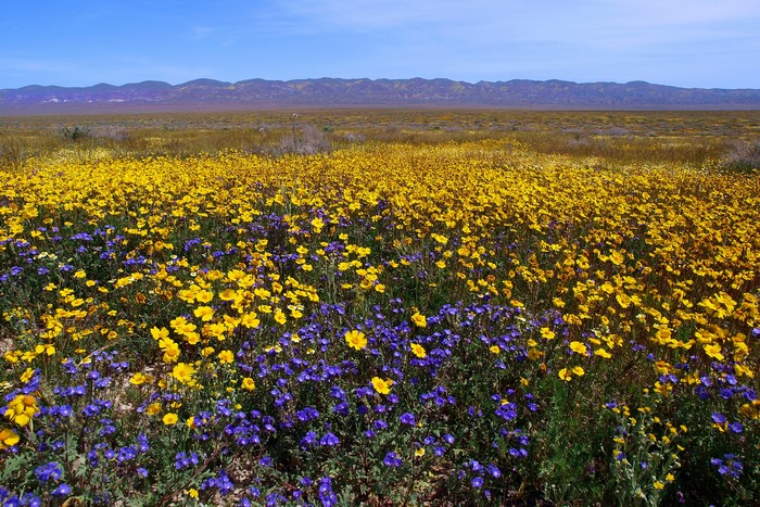 Field of Yellow and Purple Wildflowers with Mountains