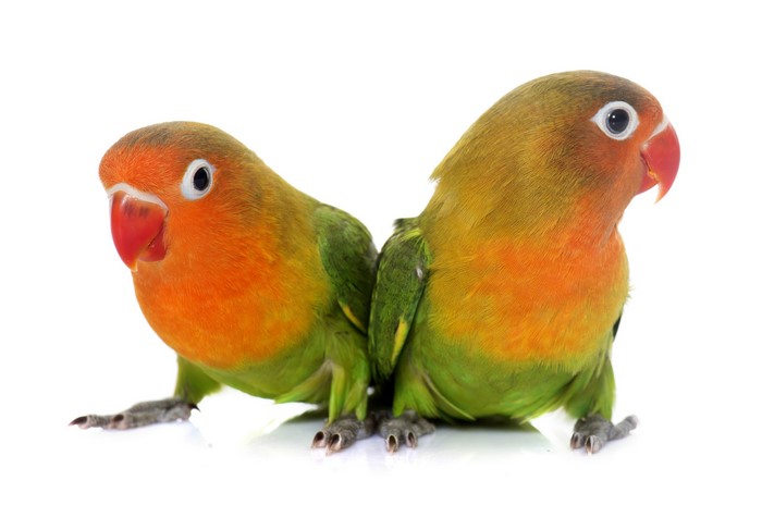 Two Fischer's Lovebirds on a White Background