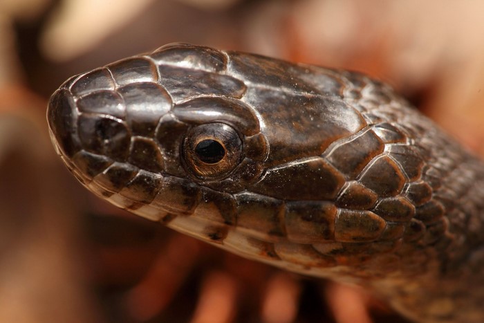 Northern Water Snake head closeup