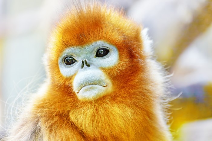 Golden Snub-nosed Monkey Cub