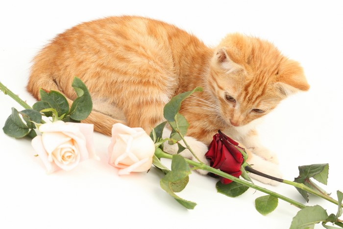 Ginger kitten with roses