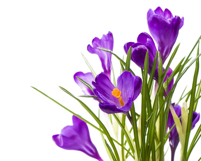 Purple Crocuses with Green Stems