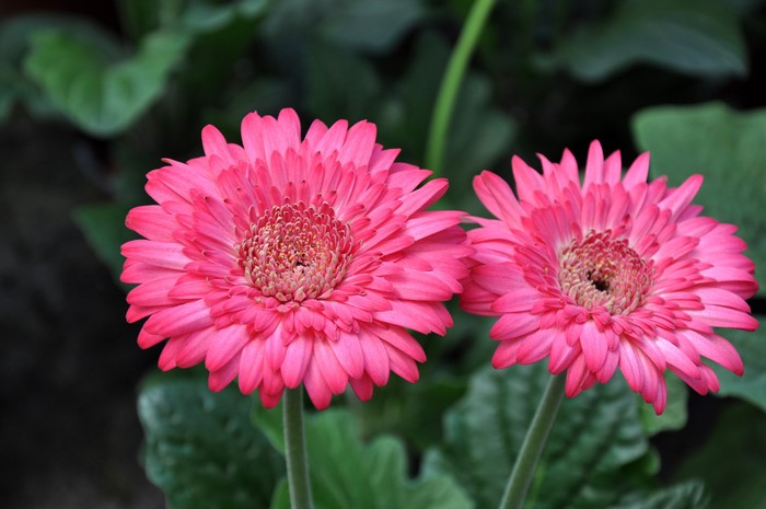 Two pink Gerbera daisies