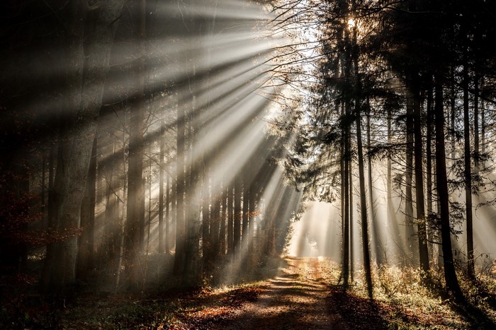 Sunbeams filtering through a forest path