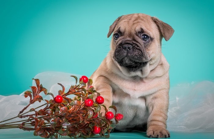 French Bulldog puppy with red berries