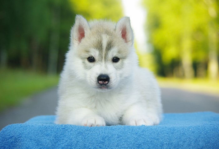 #798555 4K, Dogs, Puppy, Husky, White, Alaskan Malamute - Rare Gallery ...