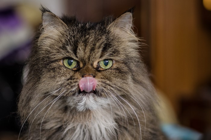 4K Cat Licking Its Nose