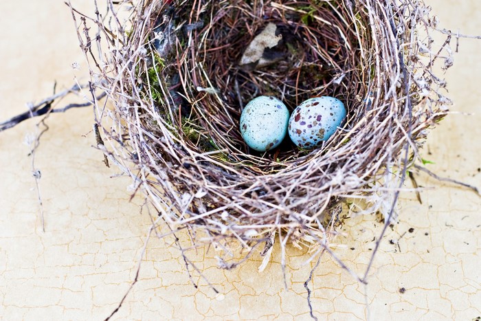 Two speckled blue eggs in a bird's nest