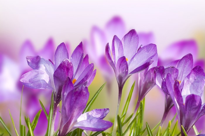 Purple Crocuses in Close-up