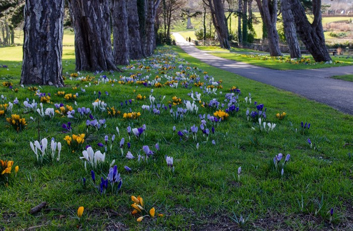 Crocuses blooming in Cabinteely Park, Dublin, Ireland