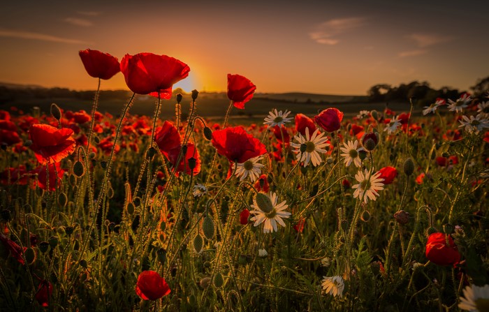 Field of Poppies at Sunset