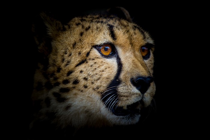 Close-up of a cheetah's face with black background