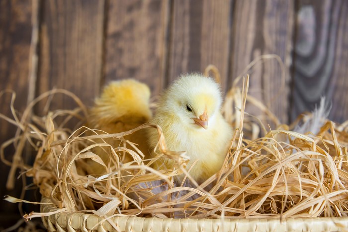 Two yellow chicks in a straw nest