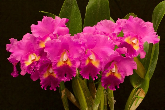 Pink Cattleya Orchid Closeup