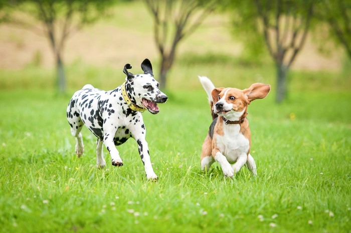 Dalmatian and Beagle running in grass