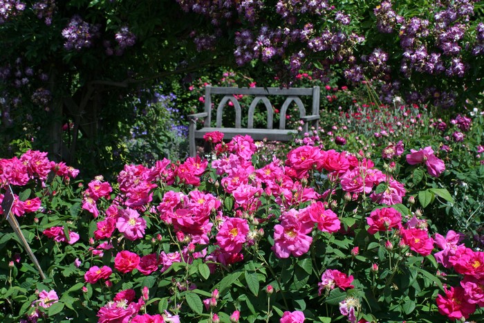 Rosemoor Gardens Bench with Pink Roses