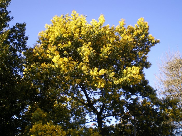 Yellow flowering tree against blue sky