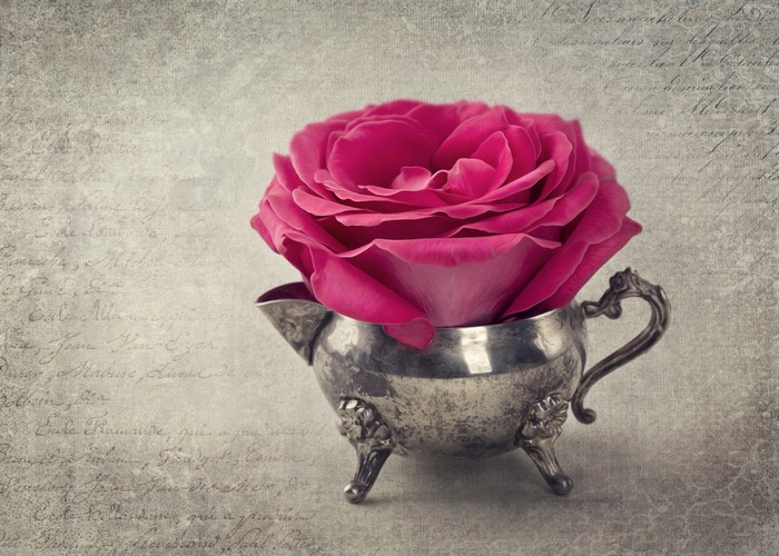 Pink rose in a vintage silver creamer