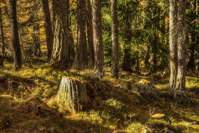 Forest with tree stump and sunlit trunks
