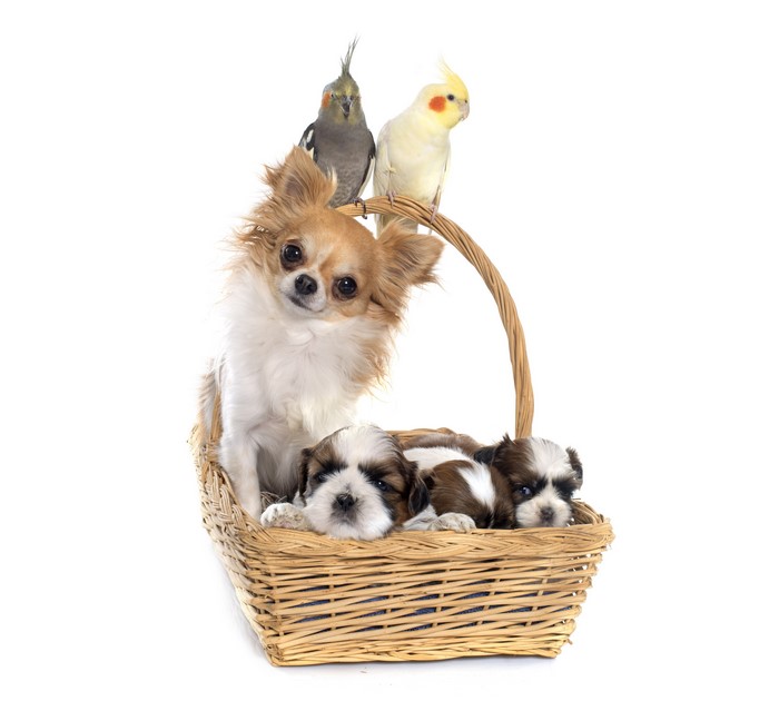 Chihuahua and puppies in a basket with cockatiels