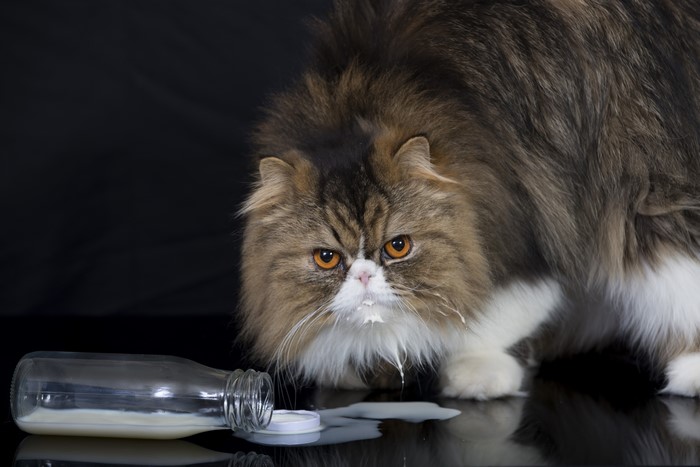 Persian Cat with Spilled Milk Bottle