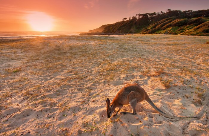 Kangaroo on a sandy beach at sunset
