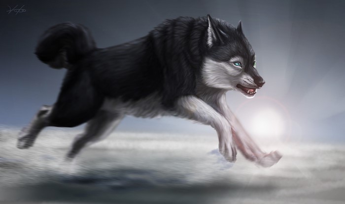 Wolf running in a snowy landscape