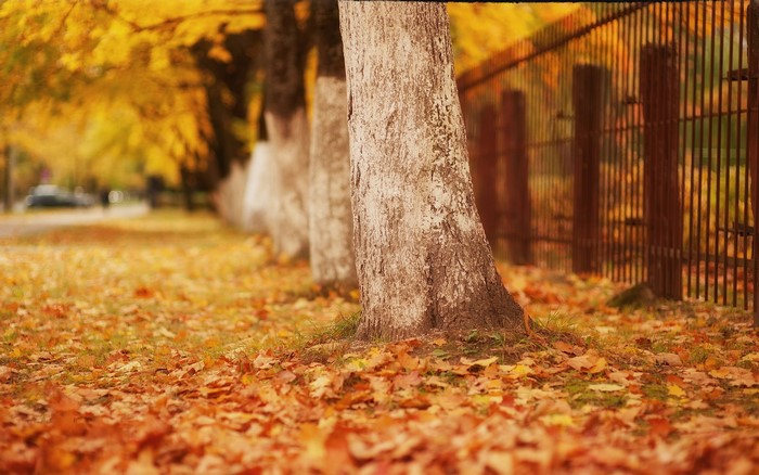 Autumn trees with fallen leaves and a fence