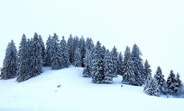 Snow-covered spruce trees on a hill