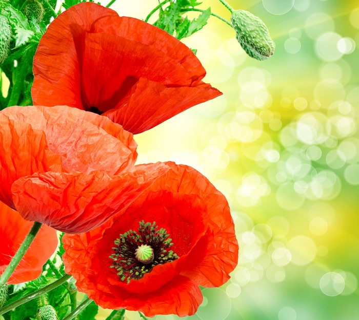 4K Poppies Closeup Red