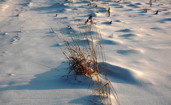 Winter field with snow-covered ground and dry grass