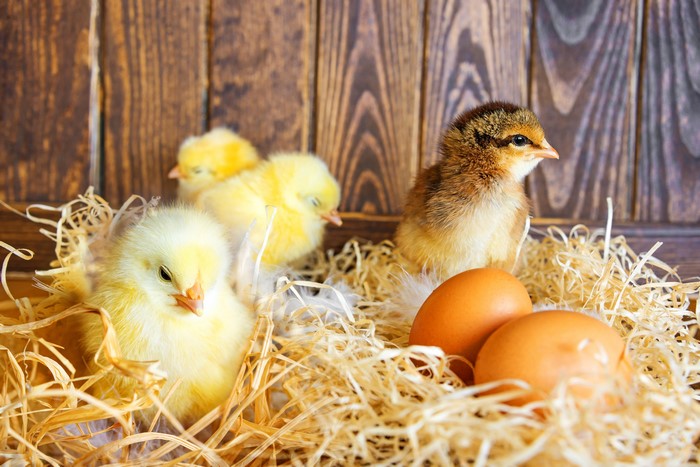 Four Chicks and Two Eggs in Straw Nest