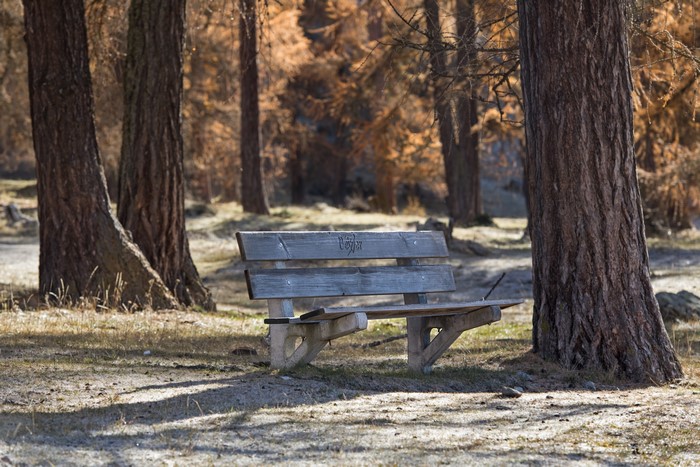 Wooden bench in a forest clearing