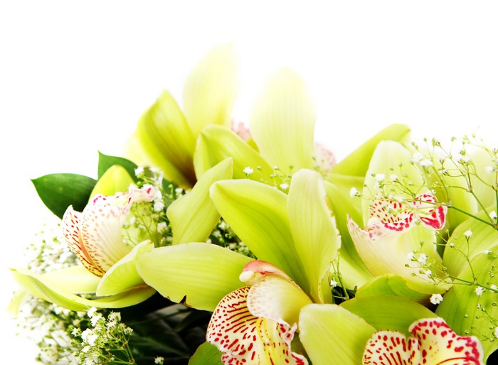 Close-up of green orchids with white flowers
