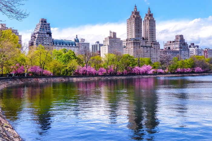 Central Park Reservoir with Blooming Cherry Trees and NYC Skyline