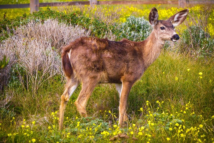 Deer standing in a field of yellow flowers