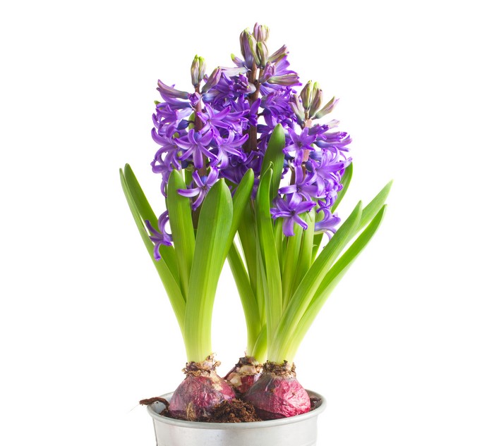 Purple Hyacinths in a pot