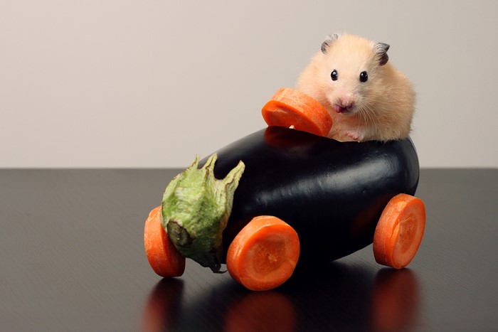 Hamster in an eggplant car with carrot wheels