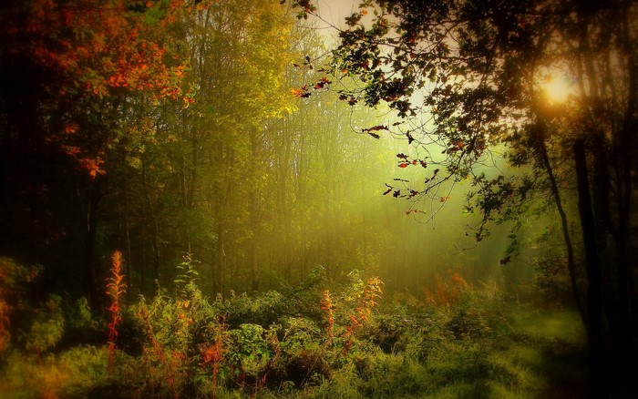 Foggy forest in Monaghan, Ireland with autumn leaves
