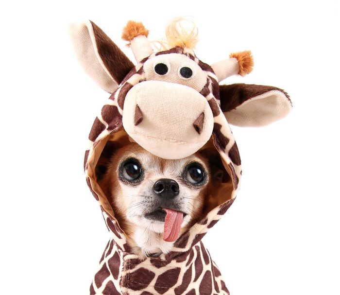 Chihuahua in a Giraffe Costume