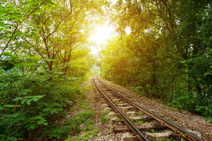 Railroad tracks through a sunlit forest