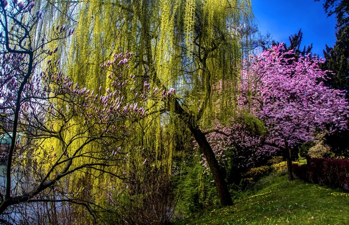 Spring flowering trees with weeping willow