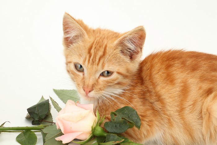Ginger kitten with a pink rose