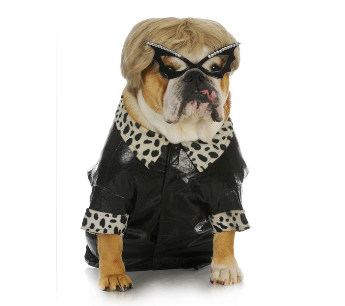Bulldog wearing a blonde wig and glasses
